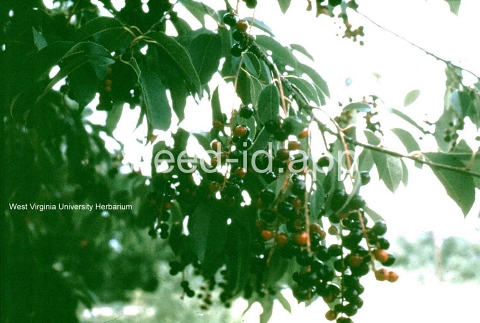 cherry, black